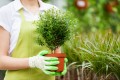 Woman with potted plant. Cropped image of woman in uniform holding a potted plant while standing in a greenhouse