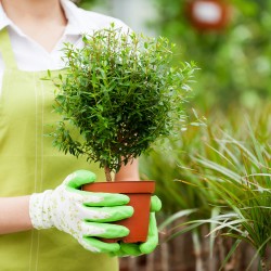 Woman with potted plant. Cropped image of woman in uniform holding a potted plant while standing in a greenhouse