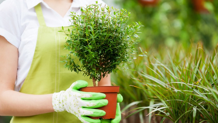 Woman with potted plant. Cropped image of woman in uniform holding a potted plant while standing in a greenhouse