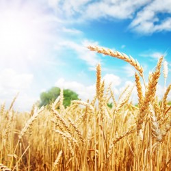 Wheat ears under the sun. Summer day.