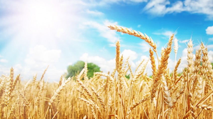 Wheat ears under the sun. Summer day.